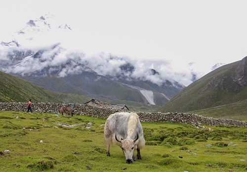 Yak in Everest Region during Monsoon