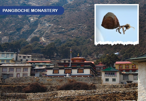 Pangboche Monastery: A Heaven of Ancient Wisdom and Natural Beauty