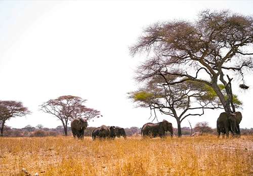 15 Best Tourist Attractions and Places To Visit in Tanzania