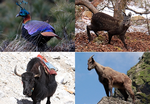 Wildlife in Everest Base Camp Trek