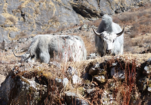 Yak Kharka: Village in Annapurna Circuit