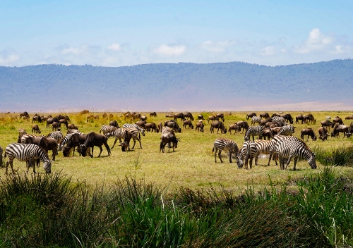 Wildlife Safari and Tours in Tanzania