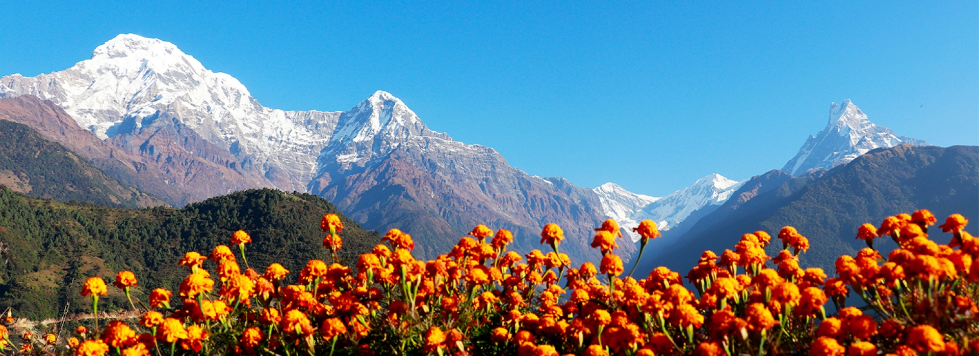 Ghorepani Poon Hill Trek