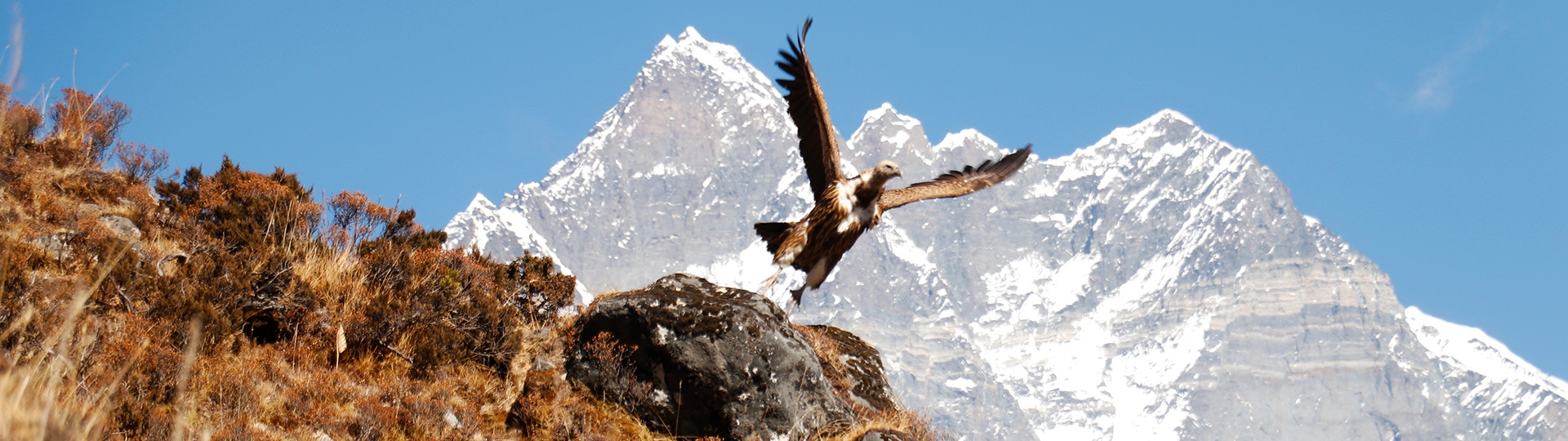 Wildlife in Everest Base Camp Trek