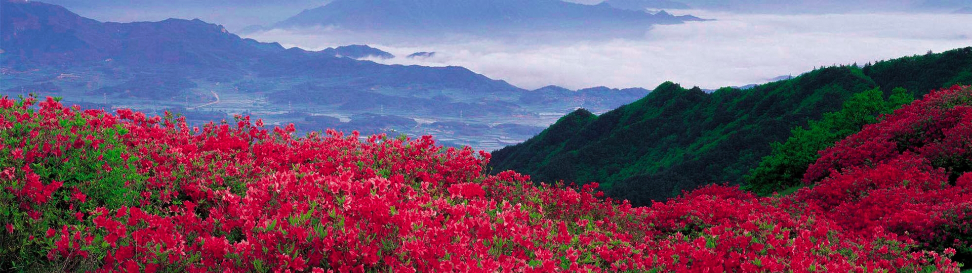 Rhododendron Festival in Bhutan 2024