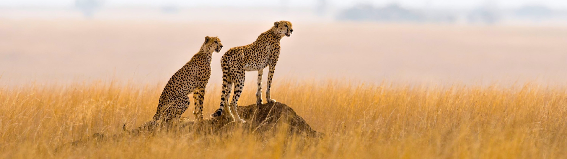 Tanzania Safari Seasons Explained | Best Months to Visit