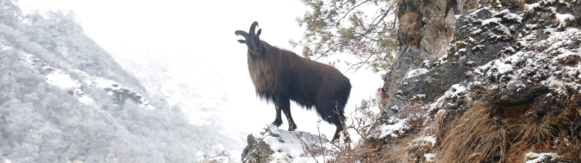 Himalayan Serow: The National Animal of Nepal