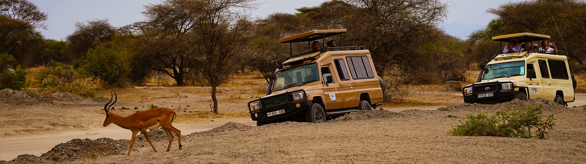 Wildlife Safari and Tours in Tanzania