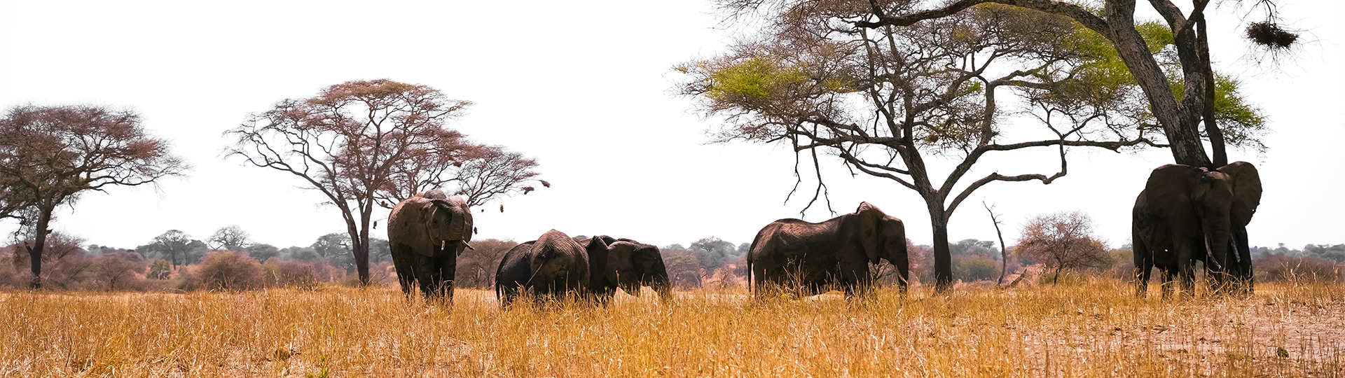 Tanzania Visa