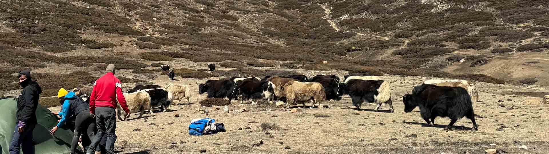 Yak Kharka: Village in Annapurna Circuit
