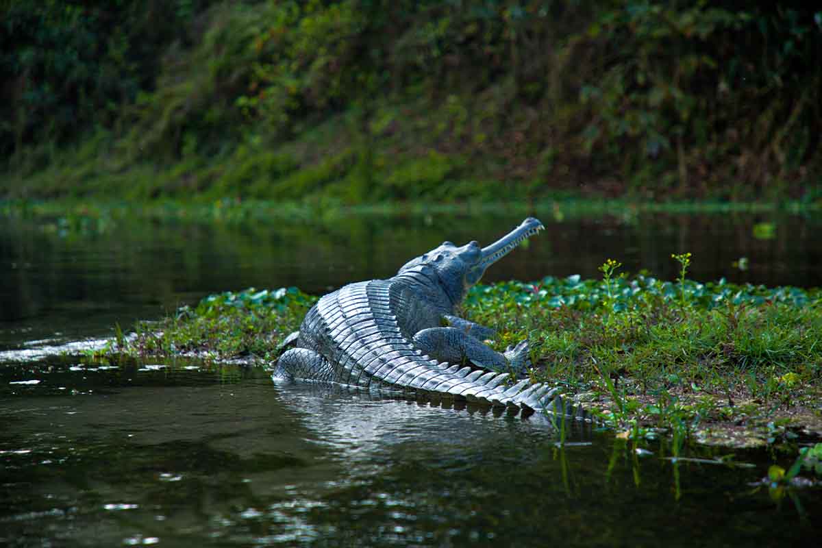 Chitwan National Park