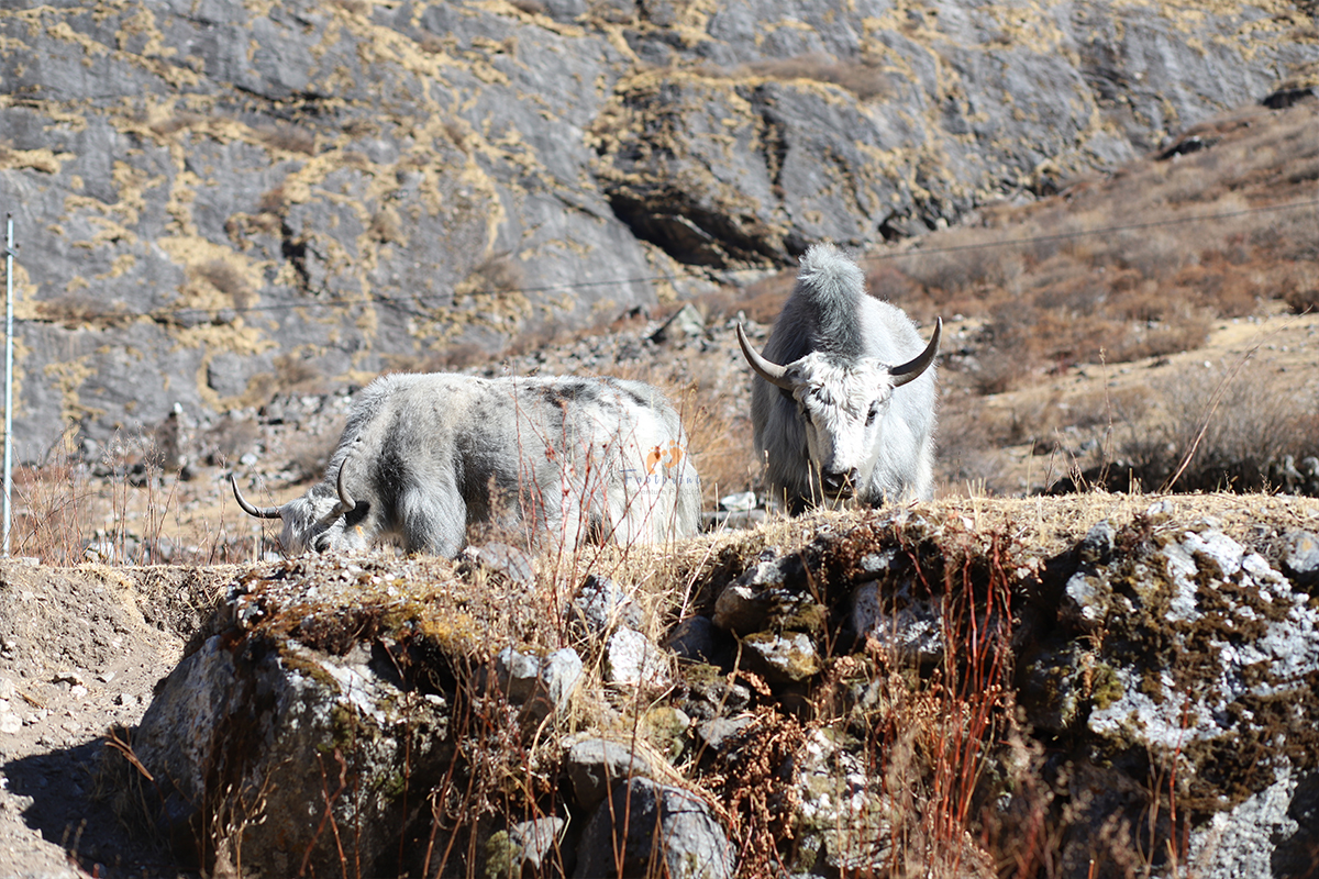 Yak at Langtang National Park