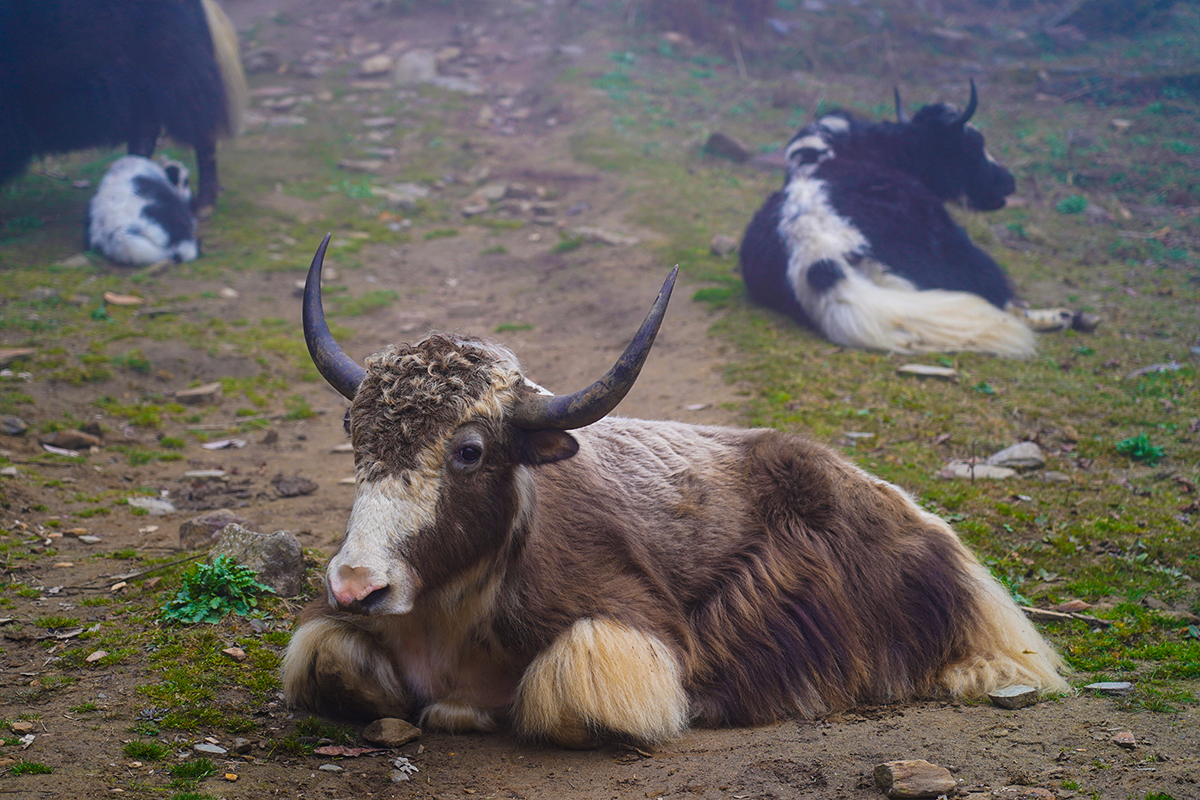 Yaks grazing 