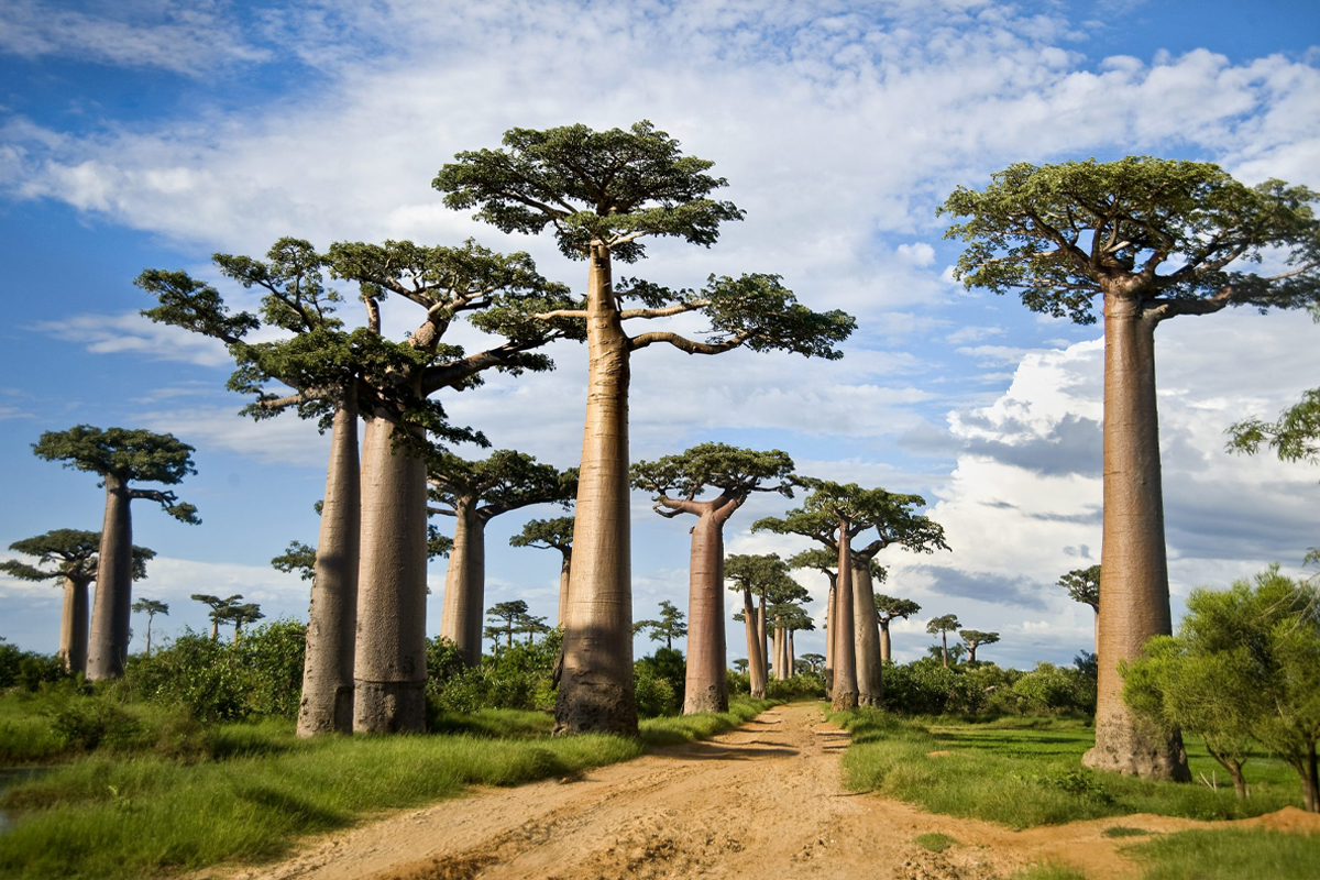 Tarangire National Park