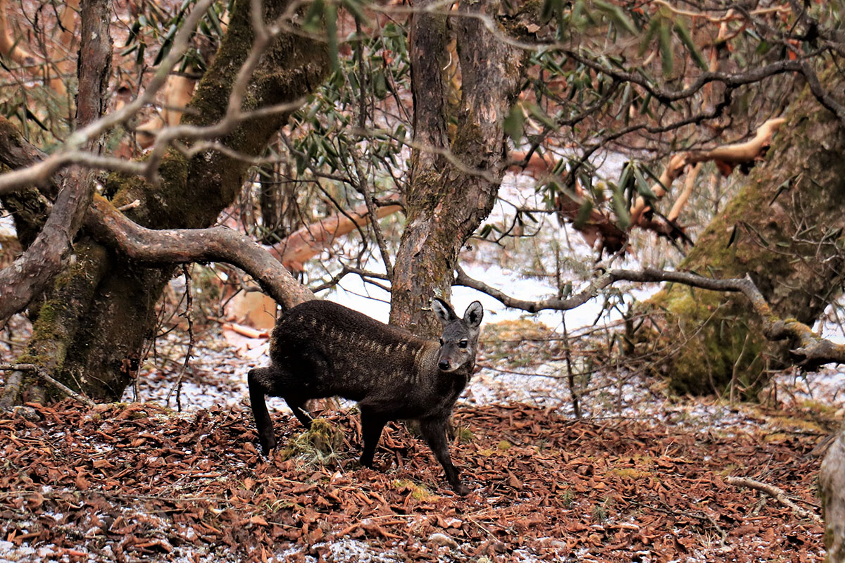 Musk Deer