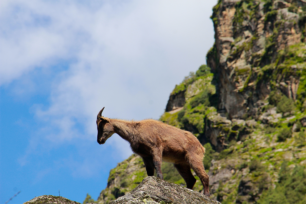 Wildlife at Everest Base Camp Trek