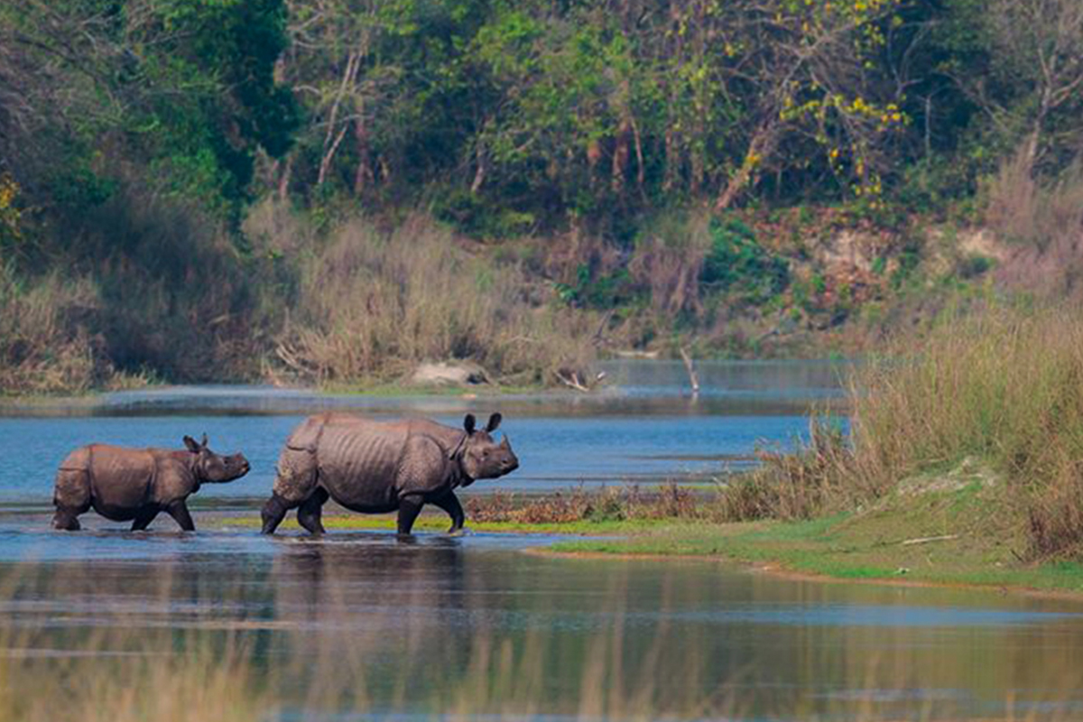 Two rhinos walking from river water to land at Chitwan National Park 