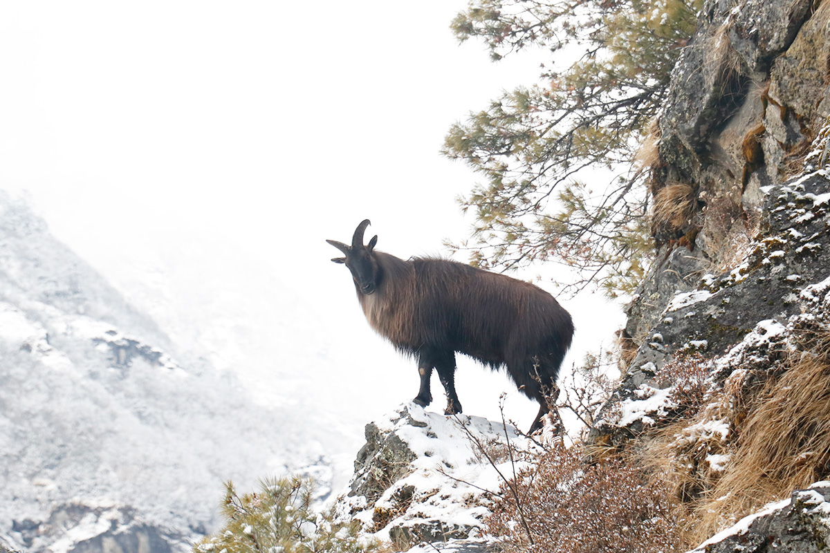 Himalayan Tahr in Dhorpatan