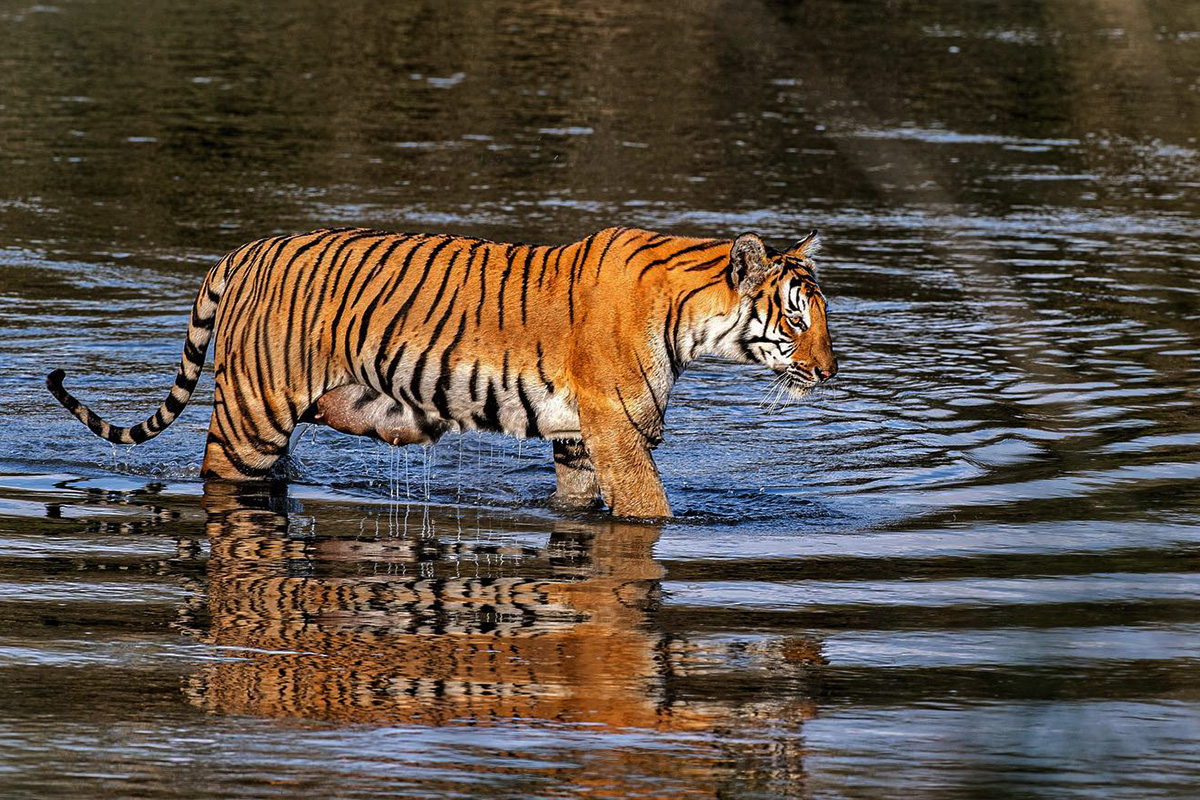 tigerin chitwan national park