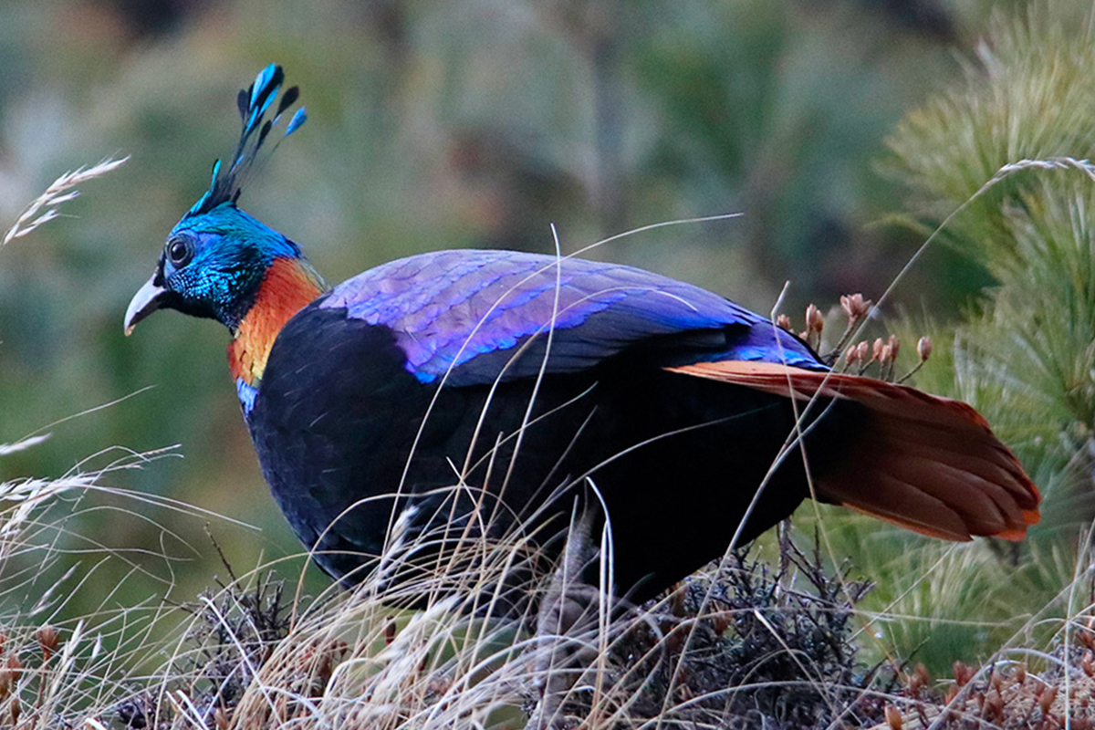 Himalayan Monal