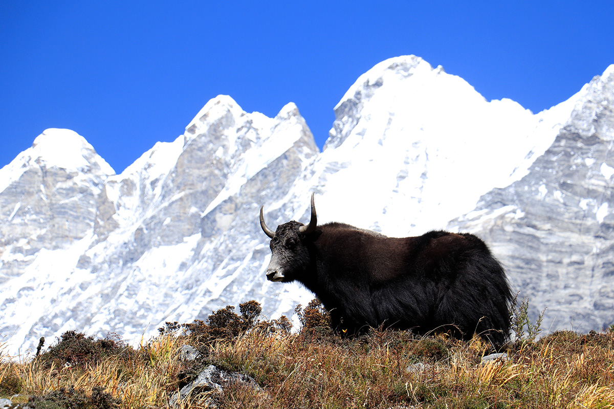 Himalayan Yak