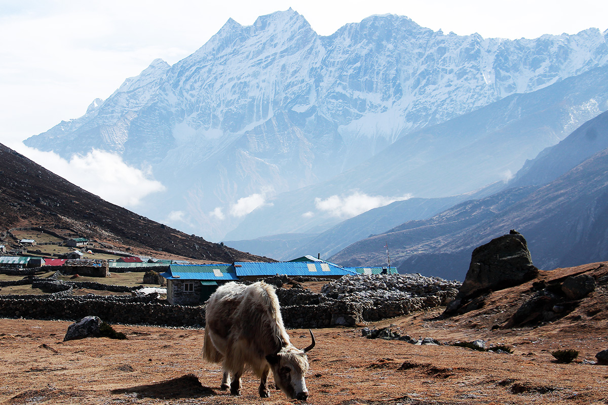 Yak at Langtang Valley