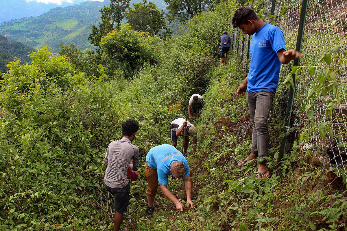 Tree Plantation 