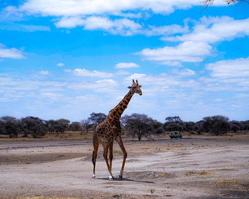 Girrafe