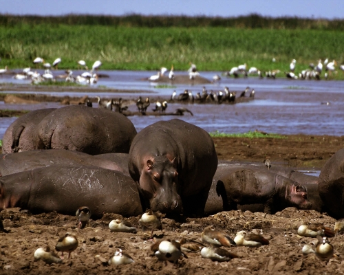 Lake Manyara National Park