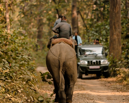 Elephant Chitwan