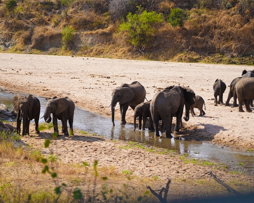 Elephant Herd At Ngorongoro