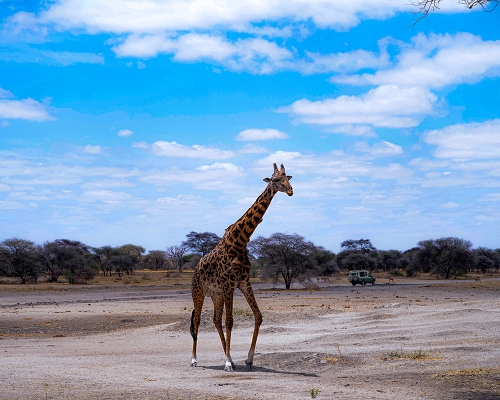Giraffe At Tarangire