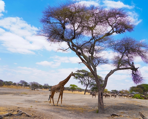 Girraffe At Ngorongoro