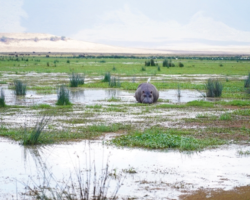 Hippo At Ngorongoro