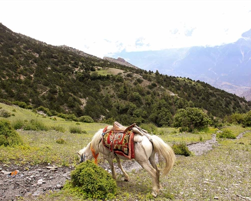 Horse Seen In Mustang