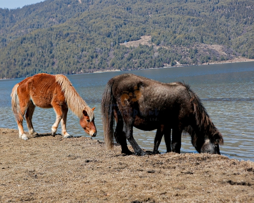 Horses In Rara'