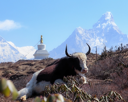 Khumjung Village Tour