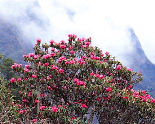 Laliguras In Pikey Peak Trek