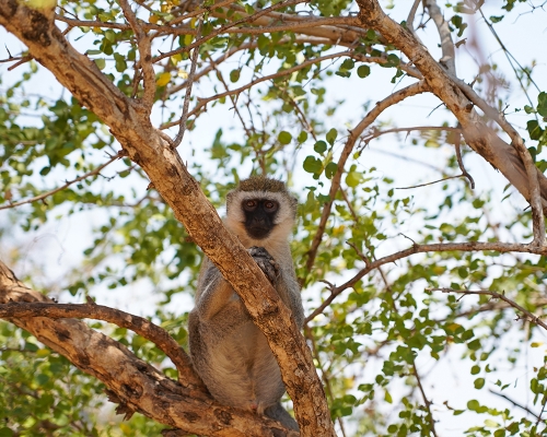 Langur