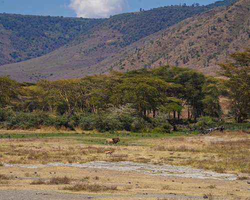 Lion Spotted In Ngorongoro Crater