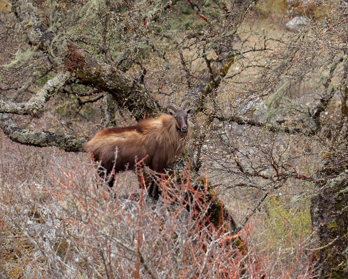 Mountain Goat In Pikey Peak Trek