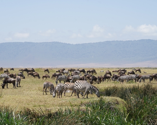 Ngorongoro Crater