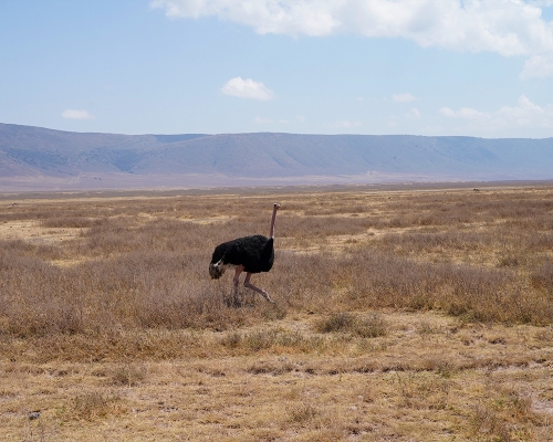 Ostrich In Ngorongoro