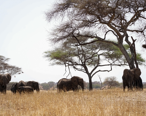 Tarangire National Park