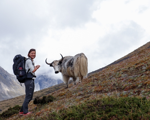 Yak In Everest