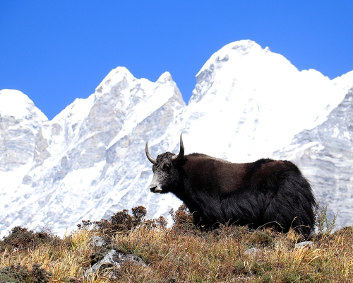 Yak In Langtang Valley Trail