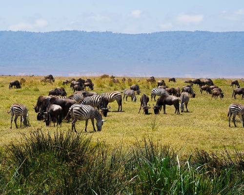 Zebras At Tarangire