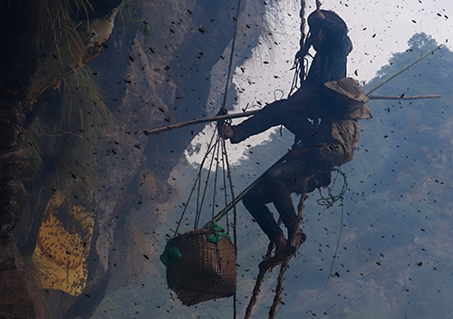 Mad Honey Hunting in Nepal